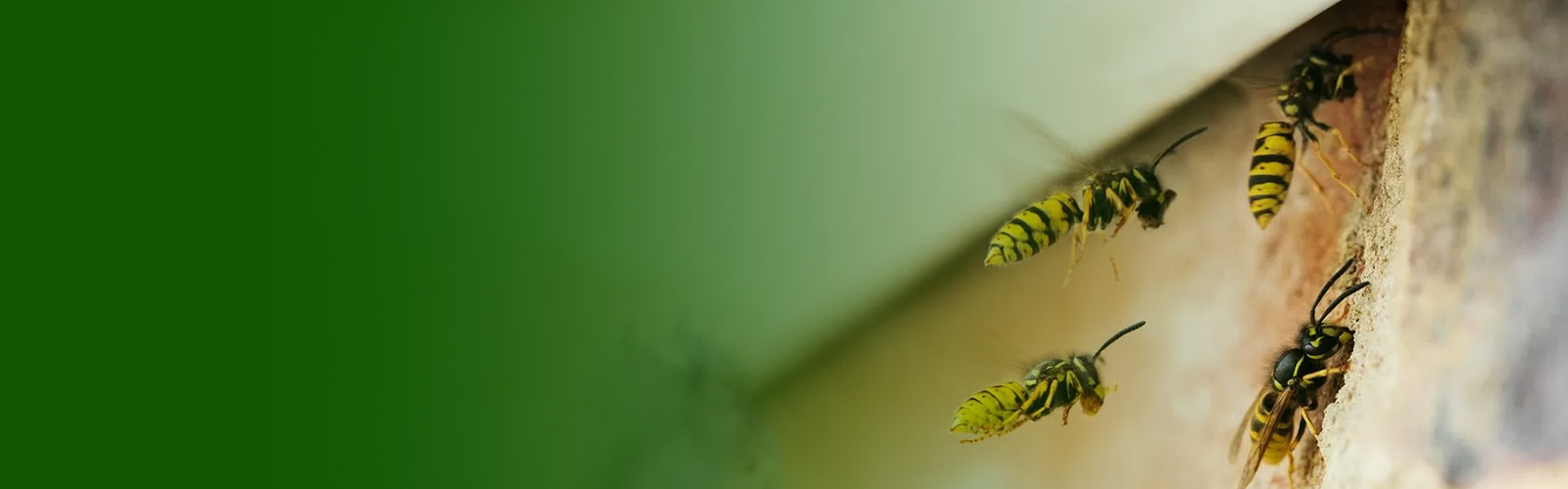 wasps bees and hornets